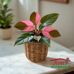 Pink Princess Philodendron from Scott's House of Flowers in Lawton, OK