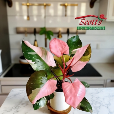 Pink Princess Philodendron from Scott's House of Flowers in Lawton, OK