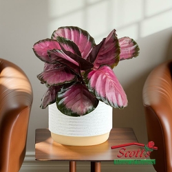 Calathea Pink Star from Scott's House of Flowers in Lawton, OK