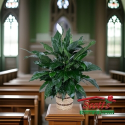 Medium Peace Lily Plant from Scott's House of Flowers in Lawton, OK