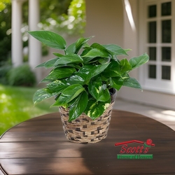 Pothos Plant  from Scott's House of Flowers in Lawton, OK