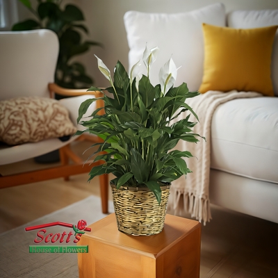 Peace Lily Plant from Scott's House of Flowers in Lawton, OK