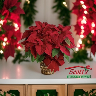 Red Poinsettia from Scott's House of Flowers in Lawton, OK