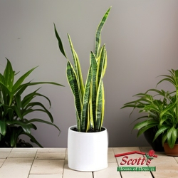 Sansevieria Plant from Scott's House of Flowers in Lawton, OK