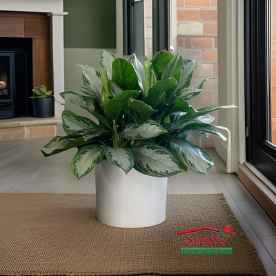 <b>Chinese Evergreen</b> from Scott's House of Flowers in Lawton, OK