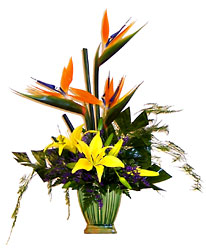 <b>Contemporary Tropical</b> from Scott's House of Flowers in Lawton, OK