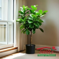 Standard Fiddle Leaf Fig Plant from Scott's House of Flowers in Lawton, OK