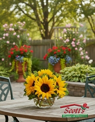 Sunny Sunflowers from Scott's House of Flowers in Lawton, OK