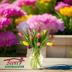 <b>Tulips</b> from Scott's House of Flowers in Lawton, OK