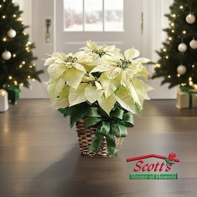 White Poinsettia from Scott's House of Flowers in Lawton, OK