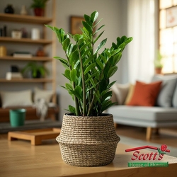 ZZ Plant from Scott's House of Flowers in Lawton, OK