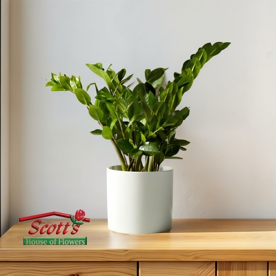ZZ Plant from Scott's House of Flowers in Lawton, OK
