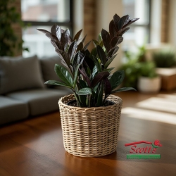 Raven ZZ Plant from Scott's House of Flowers in Lawton, OK