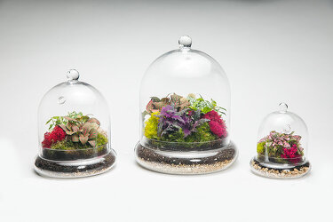Cloche Terrarium from Scott's House of Flowers in Lawton, OK