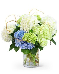 "Hello, Hydrangea!" from Scott's House of Flowers in Lawton, OK