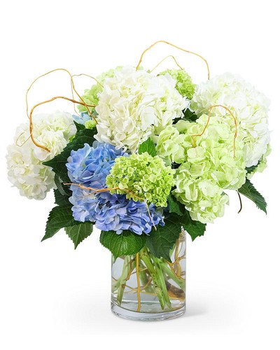 "Hello, Hydrangea!" from Scott's House of Flowers in Lawton, OK