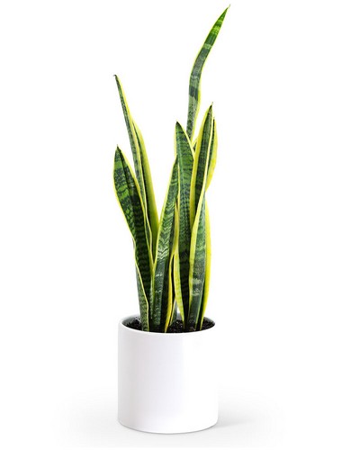 Sansevieria Plant from Scott's House of Flowers in Lawton, OK