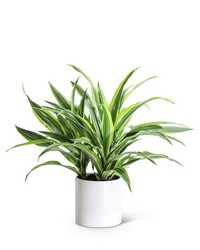 Dracaena Lemon Lime Plant from Scott's House of Flowers in Lawton, OK