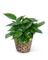 Pothos Plant  from Scott's House of Flowers in Lawton, OK