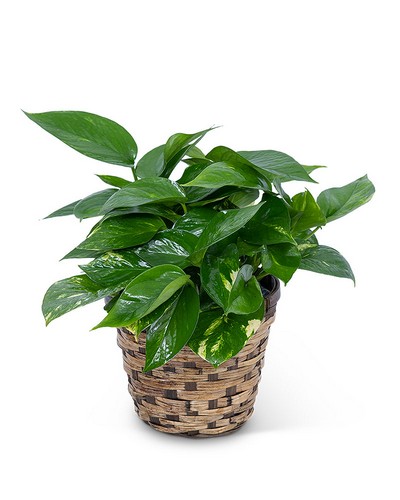 Pothos Plant  from Scott's House of Flowers in Lawton, OK