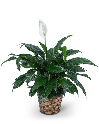 Peace Lily Plant from Scott's House of Flowers in Lawton, OK