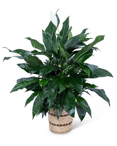 Medium Peace Lily Plant from Scott's House of Flowers in Lawton, OK