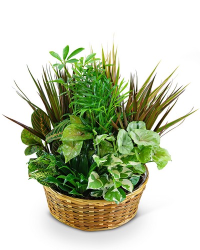 Dish Garden  from Scott's House of Flowers in Lawton, OK