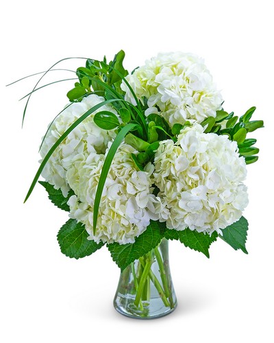 Hydrangea Halo from Scott's House of Flowers in Lawton, OK
