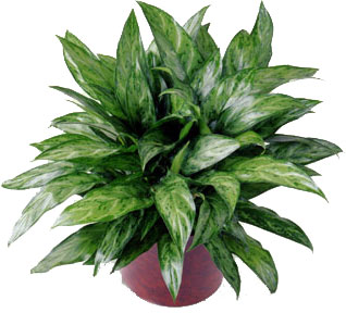 <b>Chinese Evergreen</b> from Scott's House of Flowers in Lawton, OK