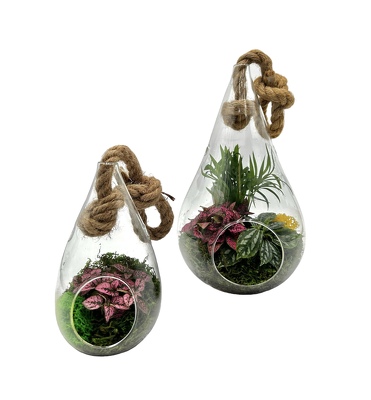 Pear Glass Terrarium from Scott's House of Flowers in Lawton, OK