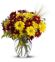 Fall for Daisies from Scott's House of Flowers in Lawton, OK