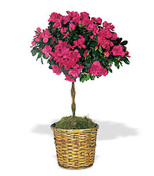 Azalea Topiary from Scott's House of Flowers in Lawton, OK