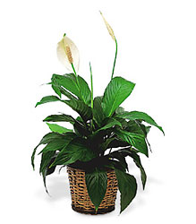 <b>Peace Lily</b> from Scott's House of Flowers in Lawton, OK